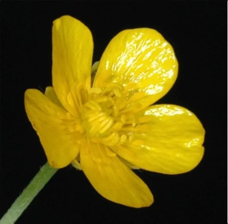 HANDOUT-VERWENDUNG-NUR-IN-ZUSAMMENHANG-MIT-DER-STUDIE-Caption-Yellow-large-glossy-buttercup-flower-Credit-Dietz-et-al-Sci-Adv-11-eadz9010-Usage-Restrictions-Please-cite-the-owner-of-the-material-when-publishing-This-material-may-be-freely-used-by-reporters-as-part-of-news-coverage-with-proper-attribution-This-material-may-not-be-modified-or-altered-License-Original-content-Quelle-https-www-eurekalert-org-news-releases-1107087-https-www-eurekalert-org-news-releases-1106810-Foto-Dietz-et-al-Sci-Adv