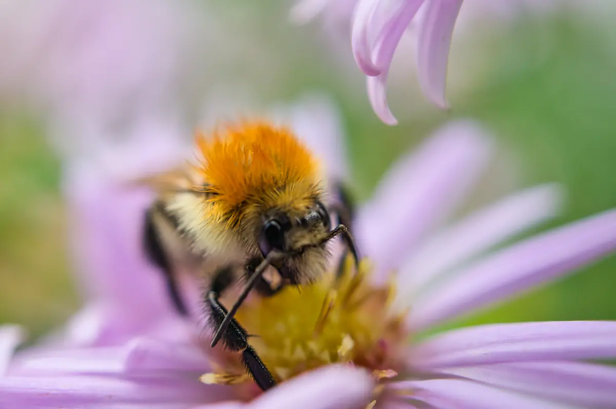 Bumblebee-on-a-flower-collecting-nectar-Insect-on-a-flower-with-pollen-in-nature-Bumblebee-on-a-flower-collecting-nectar-Insect-on-a-flower-with-pollen-in-nature-Animal-photo-Bumblebee-on-a-flower-collecting-nectar-Insect-on-a-flower-with-pollen-in-nature-Animal-photo-12-06-2024-Copyright-xMartinKoebschx-Panthermedia37414383