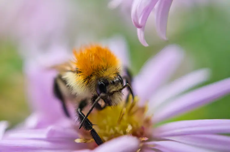 Bumblebee-on-a-flower-collecting-nectar-Insect-on-a-flower-with-pollen-in-nature-Bumblebee-on-a-flower-collecting-nectar-Insect-on-a-flower-with-pollen-in-nature-Animal-photo-Bumblebee-on-a-flower-collecting-nectar-Insect-on-a-flower-with-pollen-in-nature-Animal-photo-12-06-2024-Copyright-xMartinKoebschx-Panthermedia37414383