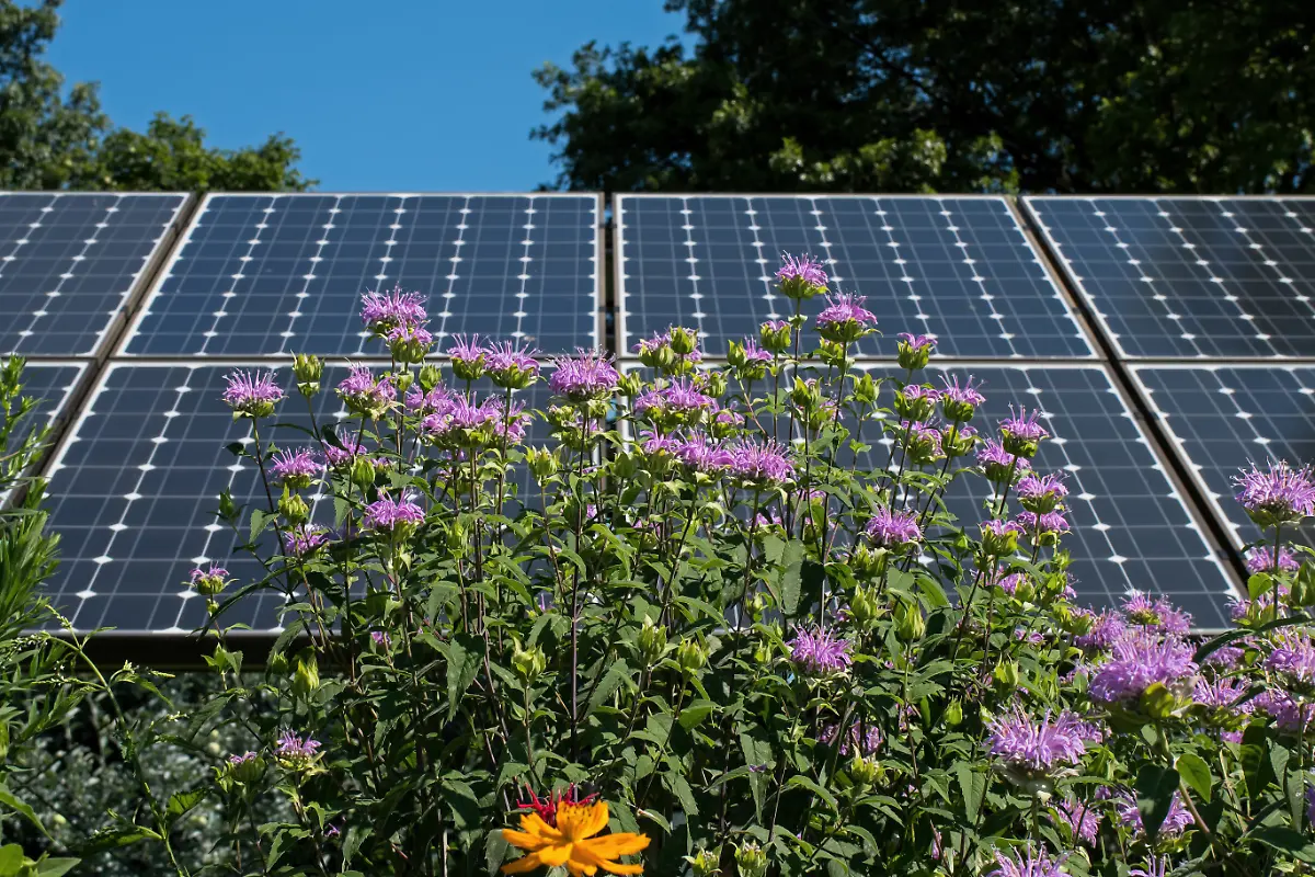 Bee-balm-with-solar-panels-in-the-background-Bee-balm-with-solar-panels-in-the-background-illustrating-sustainability-by-coexisting-in-a-pollinator-garden-Bee-balm-or-Monarda-is-a-flowering-plant-in-the-mint-family
