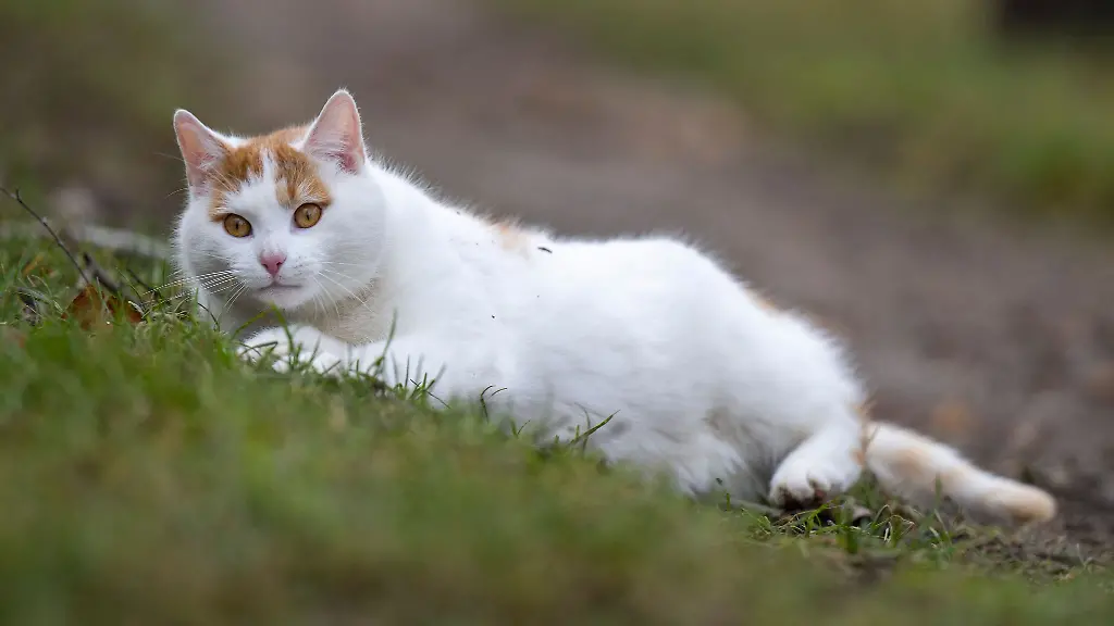 Es-gibt-Moeglichkeiten-um-Katzen-vor-der-Vogelgrippe-zu-schuetzen
