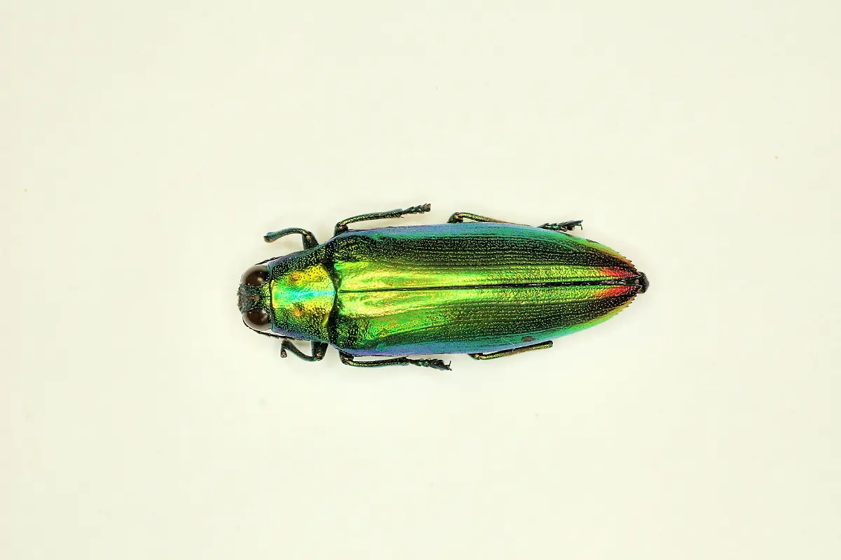 HANDOUT-VERWENDUNG-NUR-IN-ZUSAMMENHANG-MIT-DER-STUDIE-Caption-Jewel-beetle-Credit-Dietz-et-al-Sci-Adv-11-eadz9010-Usage-Restrictions-Please-cite-the-owner-of-the-material-when-publishing-This-material-may-be-freely-used-by-reporters-as-part-of-news-coverage-with-proper-attribution-This-material-may-not-be-modified-or-altered-License-Original-content-Quelle-https-www-eurekalert-org-news-releases-1107087-https-www-eurekalert-org-news-releases-1106810-Foto-Dietz-et-al-Sci-Adv