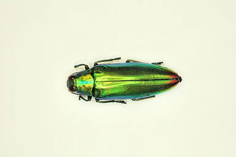 HANDOUT-VERWENDUNG-NUR-IN-ZUSAMMENHANG-MIT-DER-STUDIE-Caption-Jewel-beetle-Credit-Dietz-et-al-Sci-Adv-11-eadz9010-Usage-Restrictions-Please-cite-the-owner-of-the-material-when-publishing-This-material-may-be-freely-used-by-reporters-as-part-of-news-coverage-with-proper-attribution-This-material-may-not-be-modified-or-altered-License-Original-content-Quelle-https-www-eurekalert-org-news-releases-1107087-https-www-eurekalert-org-news-releases-1106810-Foto-Dietz-et-al-Sci-Adv