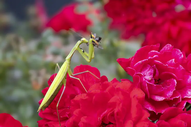 Gottesanbeterin-Mantis-religiosa-mit-Beute-Littlewood-Ranch-Limbach-Burgenland-Oesterreich-Praying-mantis-Mantis-religiosa-with-prey-Littlewood-Ranch-Limbach-Burgenland-Austria-Copyright-imageBROKER-ReinhardxHoelzl-ibxreh15180685
