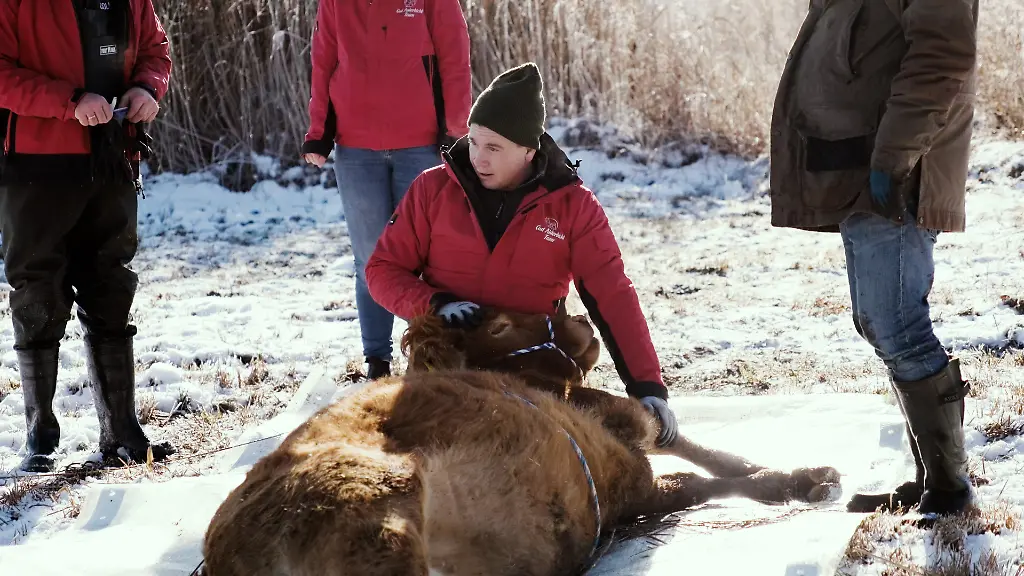 Die-Kuh-Arielle-liegt-am-Boden-nachdem-sie-mit-einem-Betaeubungspfeil-ruhiggestellt-wurde-Nach-Monaten-im-Umfeld-des-Seehamer-Sees-in-Weyarn-ist-die-entflohene-Kuh-eingefangen-worden-Das-Tier-wurde-auf-einen-Gnadenhof-der-Tierschutzorganisation-Gut-Aiderbichl-Das-etwa-eineinhalb-Jahre-alte-Tier-hatte-demnach-monatelang-im-Schilf-des-Sees-gelebt-nachdem-es-vor-etwa-einem-halben-Jahr-aus-seiner-Weide-ausgebrochen-war