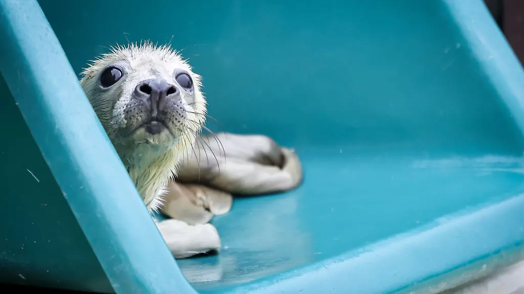 Marieke-wurde-im-Alter-von-rund-zwei-Tagen-verwaist-auf-der-Helgolaender-Duene-gefunden-und-nach-Friedrichskoog-gebracht