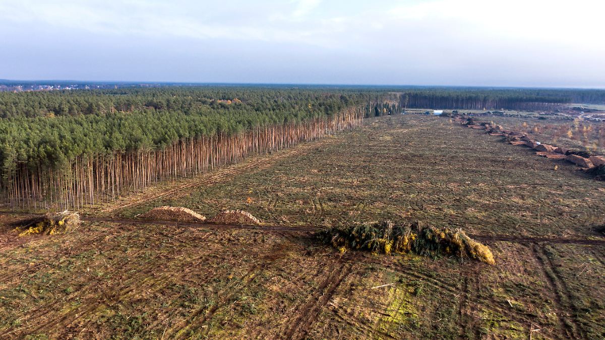 Sp-terer-Start-EU-schw-cht-Waldschutzgesetz-abermals-ab