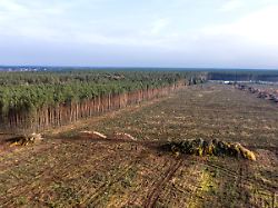 Späterer Start: EU schwächt Waldschutzgesetz abermals ab