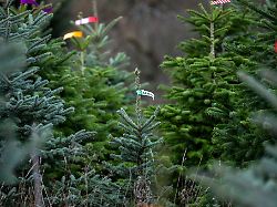 Bayern: Wo in Bayern die Christbäume wachsen