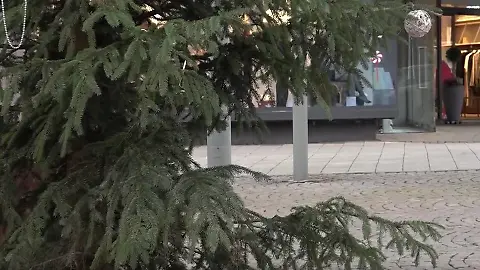 Mobbing_Tanne