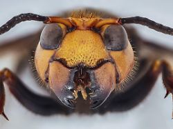 Schnell gefangen und verschluckt: Frösche überleben giftige Stiche von Riesenhornissen