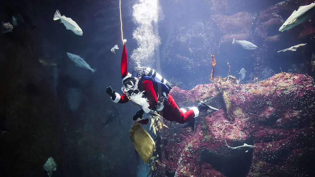 Alle-Jahre-wieder-gibt-es-auch-fuer-die-Fische-im-Grossaquarium-besondere-Leckereien-zum-Nikolaustag