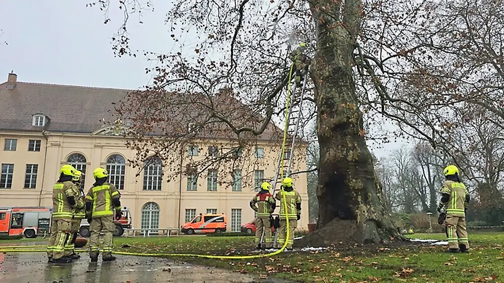 Feuerwehrleute-loeschten-den-denkmalgeschuetzten-Baum-im-Schlosspark-Schoenhausen