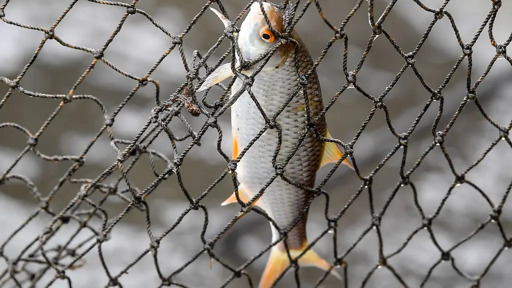 Keine-Fischverarbeitung-in-Thueringen-Illustration