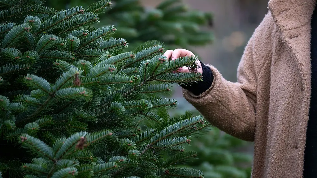 Weihnachtsbaum-leicht-teurer-Nordmanntanne-am-beliebtesten-Symbolbild