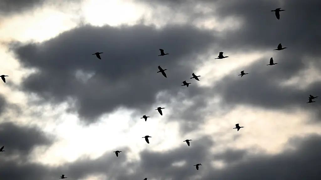 Deutlich-weniger-Brutpaare-wurden-2025-am-Bodensee-gezaehlt