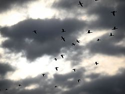 Baden-Württemberg: Monitoring: Zahl der Kormorane am Bodensee deutlich gesunken