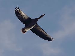 Hamburg & Schleswig-Holstein: Mindestens 70 Fälle von Vogelgrippe - Alsterschwäne gesund
