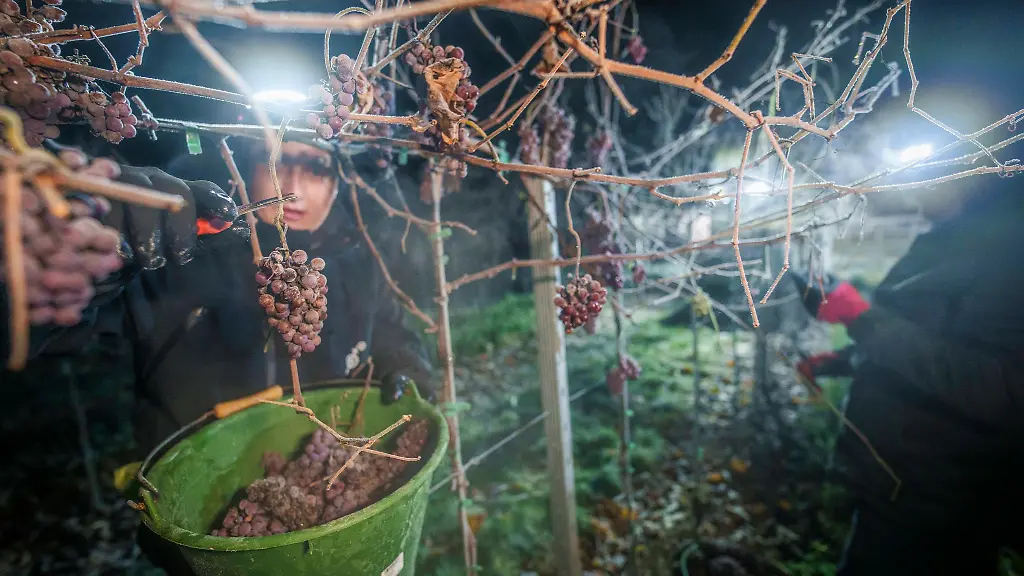 In-drei-von-sechs-Anbaugebieten-in-Rheinland-Pfalz-wurde-2025-Eiswein-gelesen