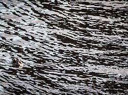 Bayern: Bei Schiffsunfall läuft Dieselkraftstoff in den Main