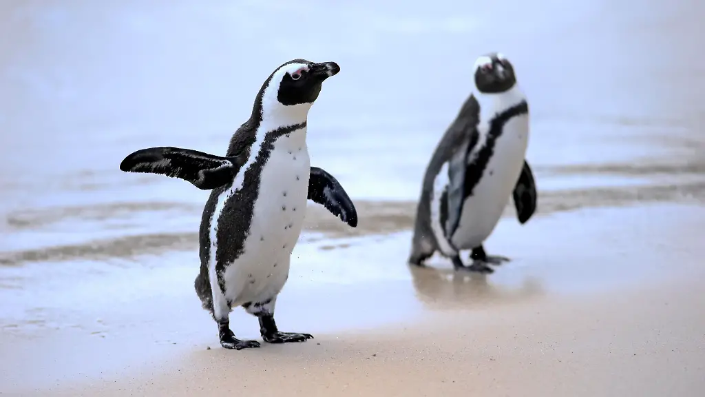 Brillenpinguine-Spheniscus-demersus-Paerchen-am-Strand-Boulders-Beach-Simon-s-Town-Westkap-Suedafrika