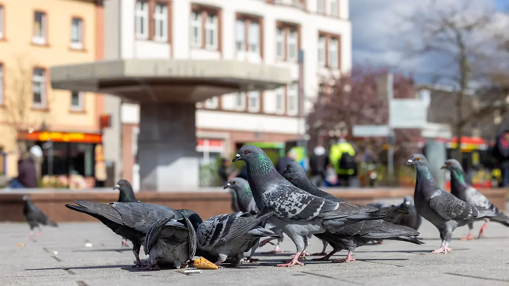 In-Limburg-sollen-zwei-Nistplaetze-fuer-Falken-angebracht-werden-Aus-Sicht-eines-BUND-Experten-wird-das-nicht-bei-der-Dezimierung-der-Stadttauben-Population-helfen