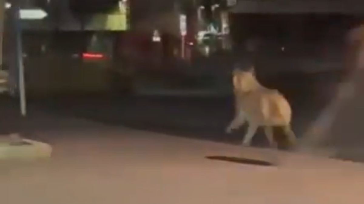 -Sehr-ungew-hnlich-Wolf-rennt-durch-das-Zentrum-von-L-denscheid