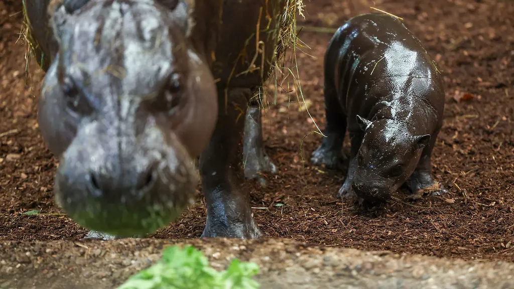 Zwergflusspferde-Panya-und-seine-Mutter-Ayoka