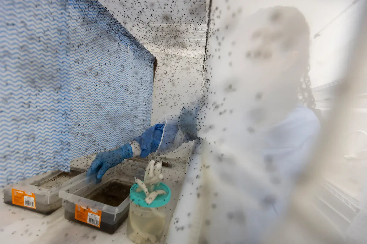 Zahlreiche-Gelbfiebermuecken-Aedes-aegypti-die-im-Rahmen-der-Zusammenarbeit-mit-dem-World-Mosquito-Program-WMP-zur-Bekaempfung-des-Dengue-Fiebers-mit-Wolbachia-Bakterien-modifiziert-wurden-fliegen-in-einem-Insektenkaefig-Wolbachia-Bakterien-verhindern-das-Wachstum-von-Dengue-Virus-im-Koerper-der-Muecken