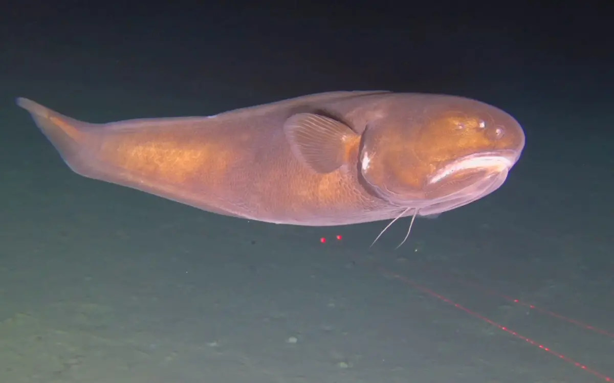 221128-AUCKLAND-Nov-28-2022-Xinhua-A-marine-organism-is-pictured-from-Human-Occupied-Vehicle-Fendouzhe-in-deep-sea-on-Nov-7-2022