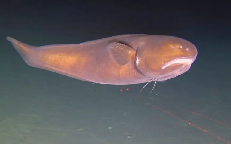 221128-AUCKLAND-Nov-28-2022-Xinhua-A-marine-organism-is-pictured-from-Human-Occupied-Vehicle-Fendouzhe-in-deep-sea-on-Nov-7-2022