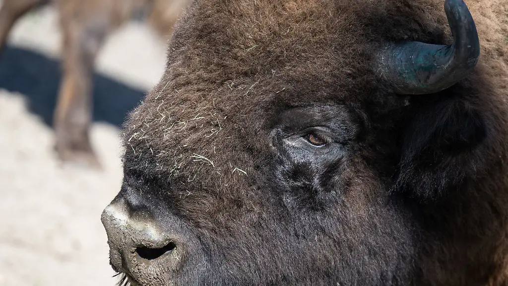 Das-Wisent-ist-auch-als-Europaeisches-Bison-bekannt