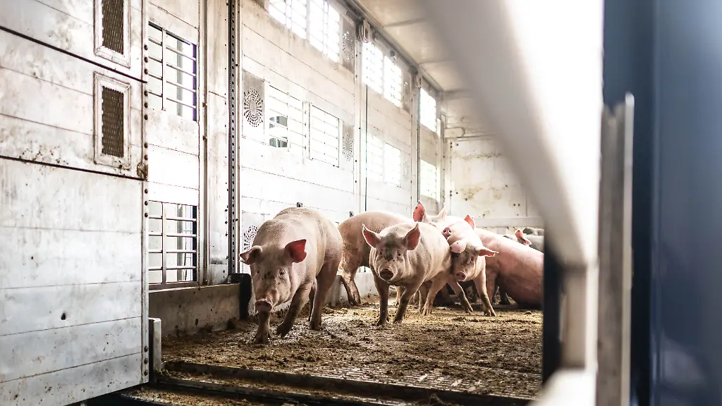 Schweine-werden-in-einem-Transporter-zum-Schlachthof-Brand-Qualitaetsfleisch-gebracht-Zwei-Aktivisten-waren-im-Fruehjahr-2024-in-den-Betrieb-in-Lohne-Landkreis-Vechta-eingedrungen-und-machten-Aufnahmen-von-der-Betaeubung-von-Schweinen-Sie-begingen-Hausfriedensbruch-und-muessen-dafuer-zahlen-urteilte-das-Landgericht-Oldenburg