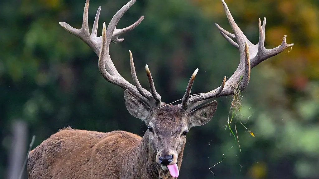 Der-Rothirsch-ist-das-Wildtier-des-Jahres-2026