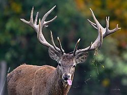 Thüringen: Röhrt er oder röchelt er? Wie es dem Thüringer Rotwild geht