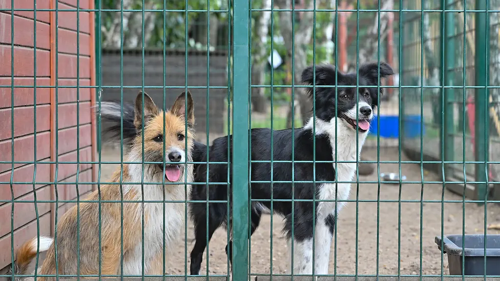 Der-Tierschutzverband-warnt-vor-Tieren-als-Weihnachtsgeschenk