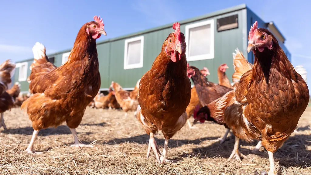 Flexible-Freilandhaltung-Die-Zahl-der-Huehnermobile-ist-gestiegen