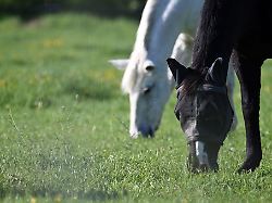 Mecklenburg-Vorpommern: Seltene Pferde-Krankheit in Lübtheen entdeckt