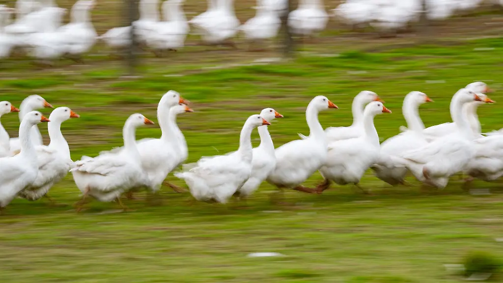 Das-meiste-Gaensefleisch-wird-importiert