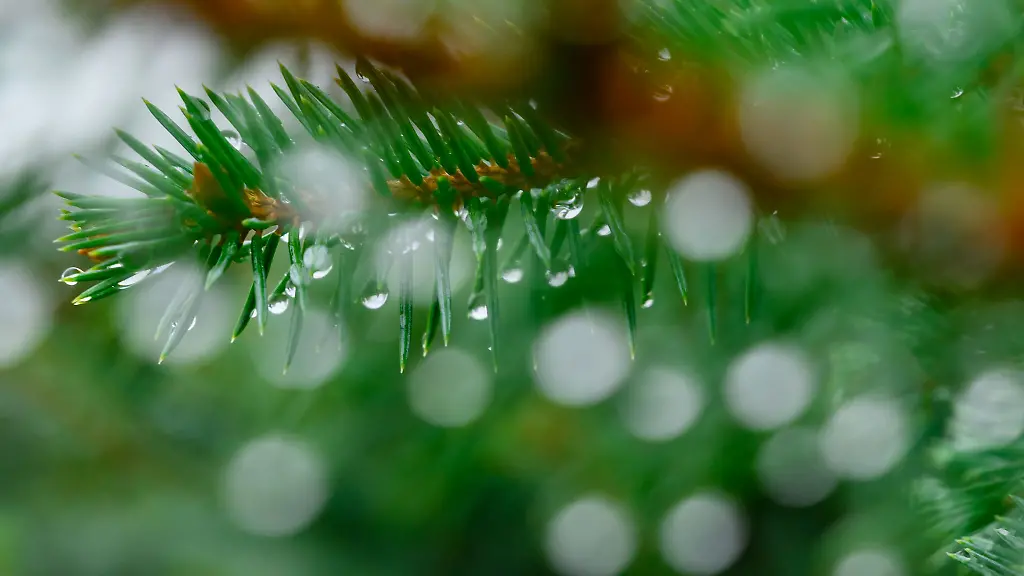 Ein-Autofahrer-hat-bei-Donaueschingen-einen-mutmasslichen-Weihnachtsbaum-verloren