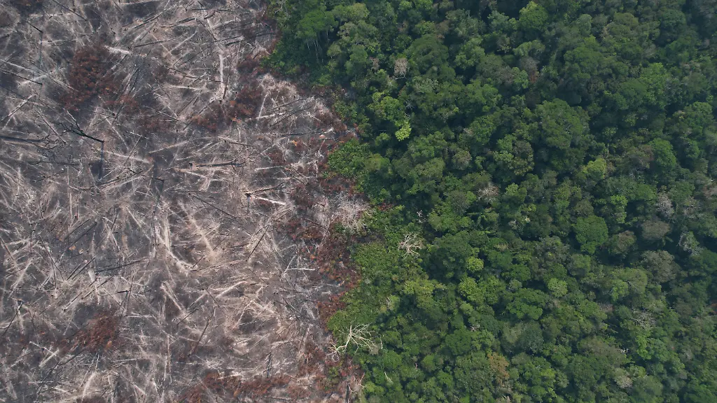 A-drone-view-shows-burned-trees-in-the-Amazon-rainforest-in-Apui-Amazonas-state-Brazil-August-9-2024