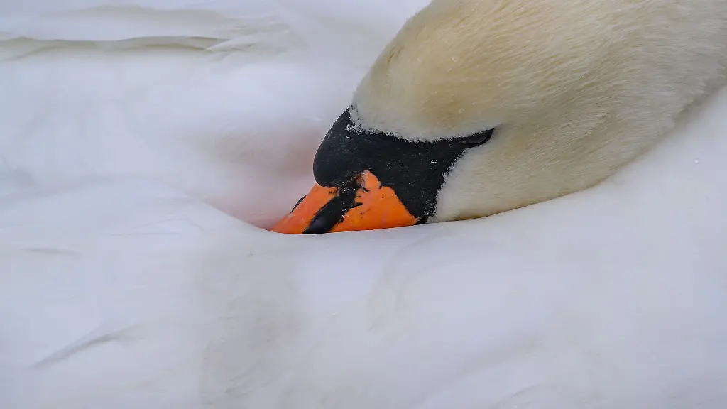 Hinweise-auf-einen-Tierangriff-gibt-es-laut-Polizei-nicht