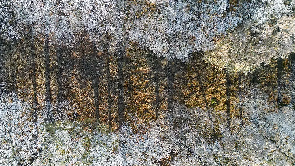 Laut-dem-Bericht-zur-Lage-der-Forstwirtschaft-ist-die-Waldflaeche-in-Brandenburg-in-den-vergangenen-zehn-Jahren-durch-umfangreiche-Aufforstungsmassnahmen-stabil-geblieben