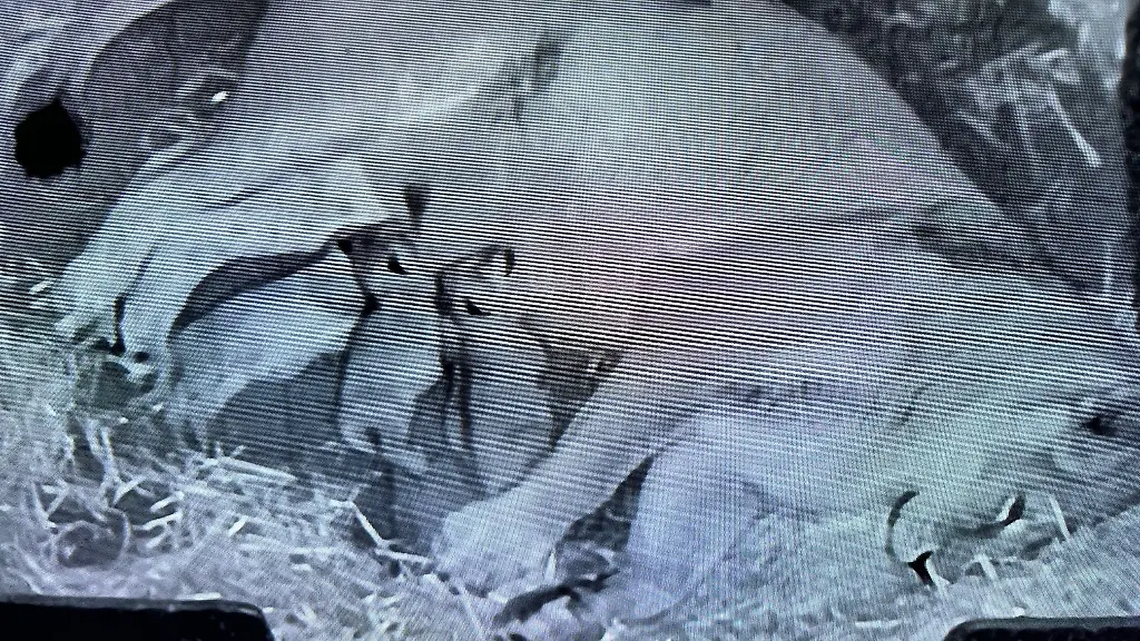 Die-drei-Jungtiere-haben-noch-keine-Namen