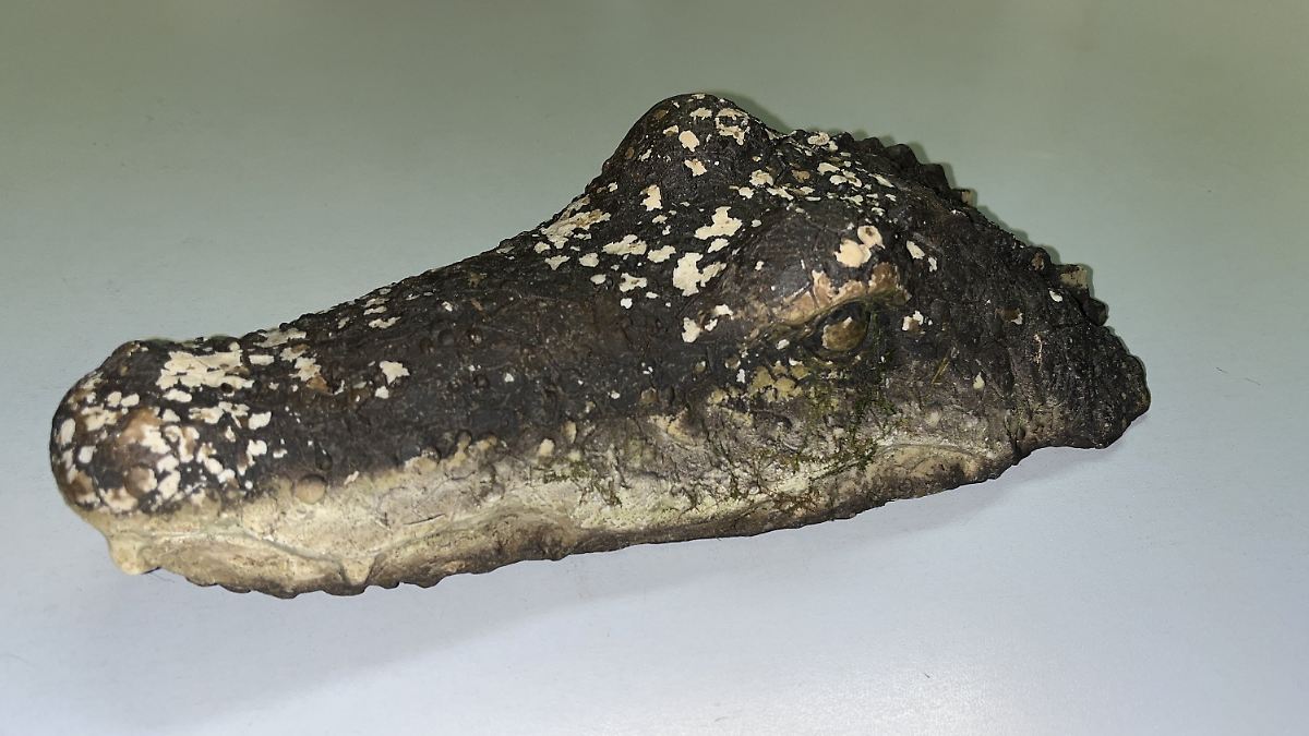 Tieralarm-in-Bayern-Polizei-r-ckt-wegen-Krokodil-Sichtung-aus