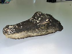 Tieralarm in Bayern: Polizei rückt wegen Krokodil-Sichtung aus