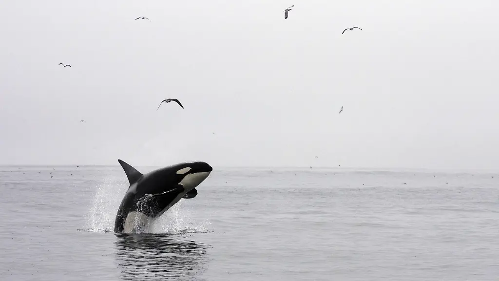 Schwertwal-Schwert-Wal-Killerwal-Killer-Wal-Orca-Orcinus-orca-im-Sprung-USA-Kalifornien-orca-great-killer-whale-grampus-Orcinus-orca-jumping-USA-California