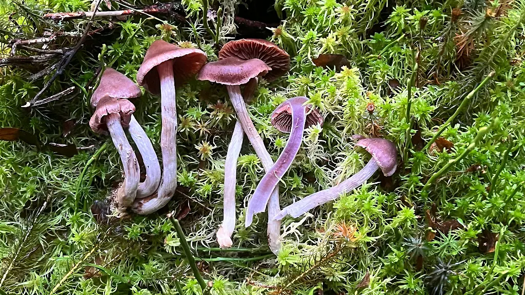 Bei-einer-Pilzkartierung-wurden-zehn-fuer-Thueringen-neue-Arten-sowie-weitere-sehr-seltene-Arten-im-Freistaat-entdeckt