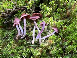 Thüringen: Pilz-Überraschung: Zehn neue Arten im Biosphärenreservat