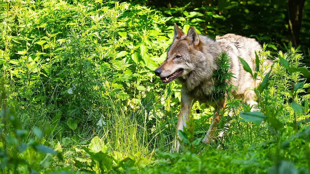 Fuer-die-Risse-von-zwei-Hirschkuehen-in-Oppenau-soll-ein-Wolf-verantwortlich-sein